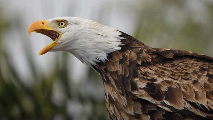 istock_081419_baldeagles