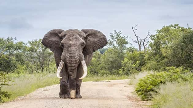 istock_082219_elephant