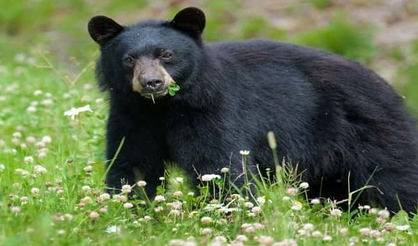 istock_090519_bear