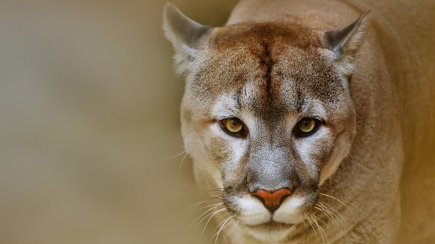 istock_91119_mountainlion