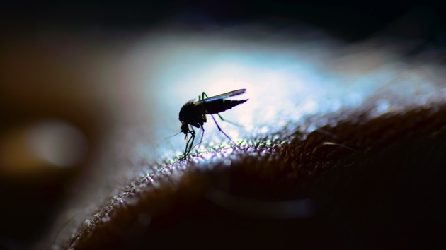 istock_091719_mosquitoeee