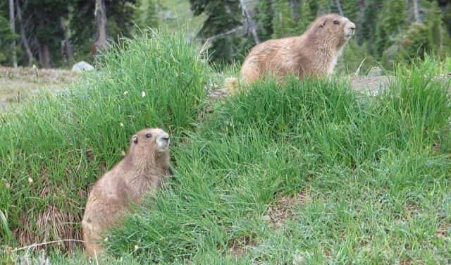 two-marmots