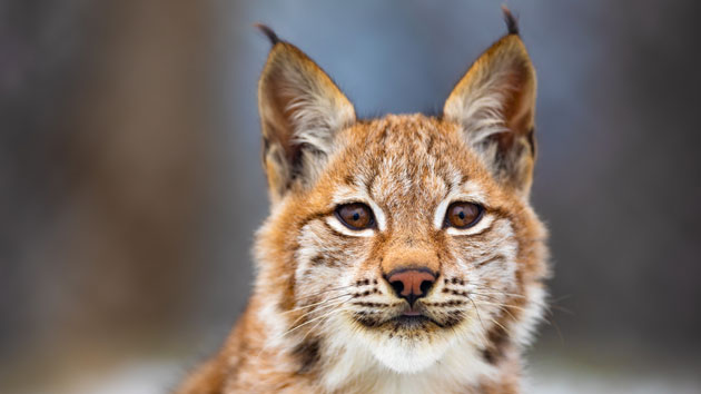 istock_bobcat_100419