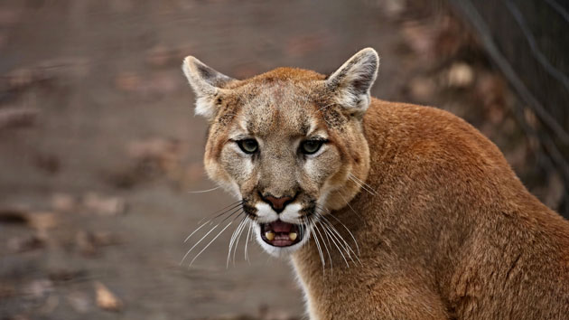 istock_mountainlion_100419