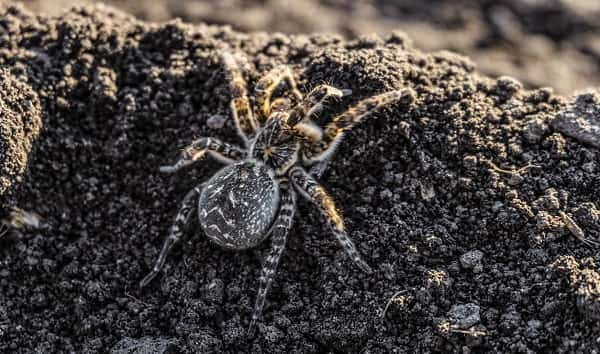 istock_100919_tarantula