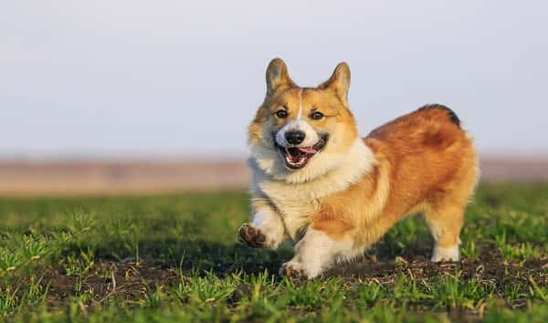 istock_101019_corgi