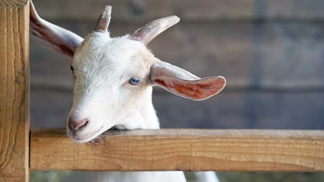 Goat breaks down door of family home, takes nap in ...