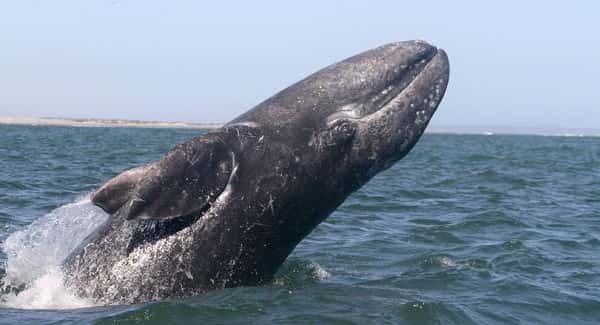 gray-whale-2