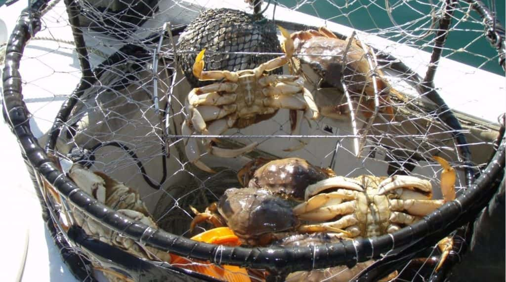 dungeness-crab