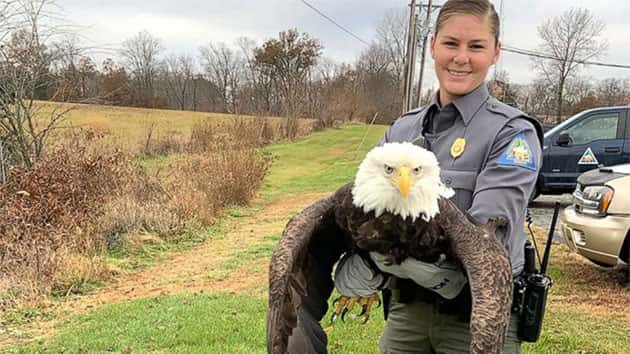 112519_missouridepartmentofconservation_eagle