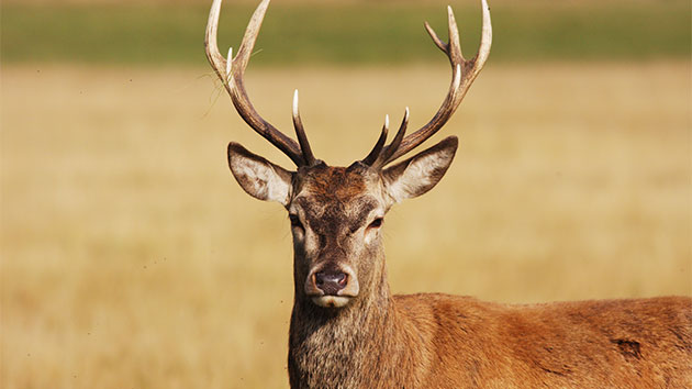 istock_120419_deer