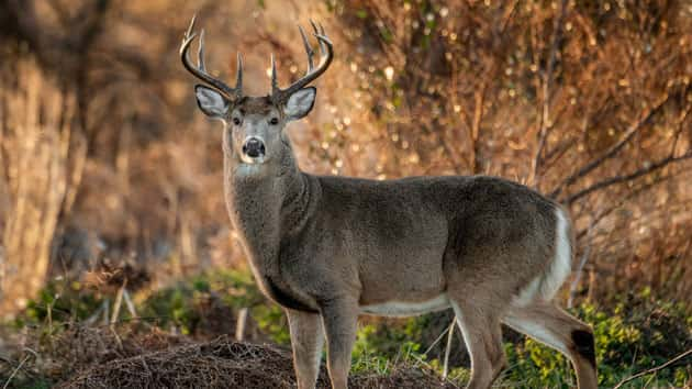 istock_deer_120419