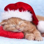 sleeping-cat-kitten-in-santa-hat