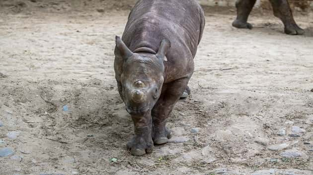 122519_istock_babyrhino