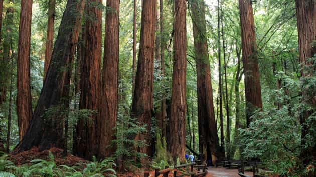 istock_muirwoods_122619