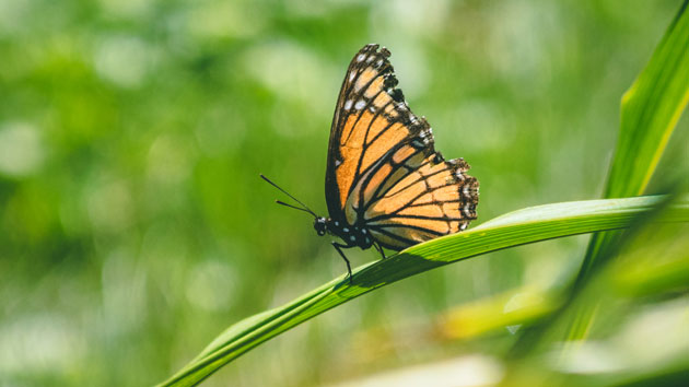 istock_monarchbutterflies_020420