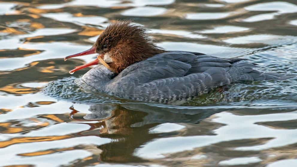 bradkane_commonmerganser_022520