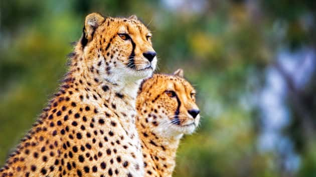 istock_cheetah_022520