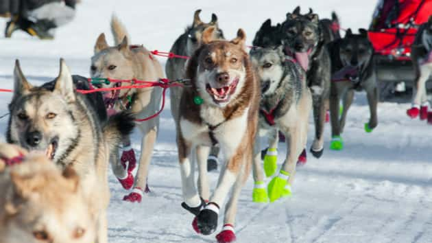 istock_031820_iditarod