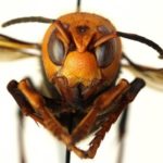 asian-hornet-face