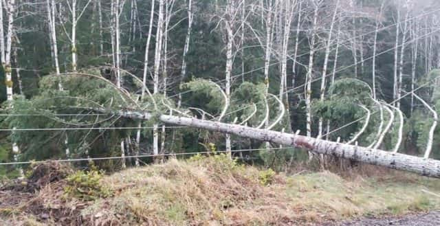 tree-power-lines