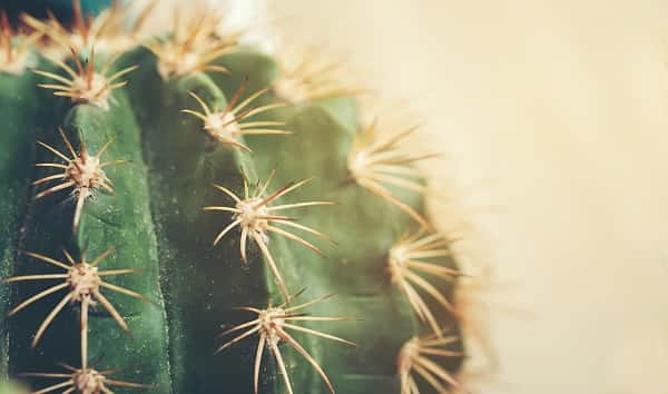 istock_041920_cactus