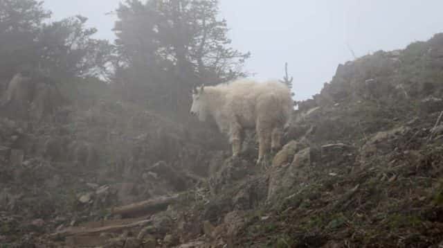 mountain-goat2