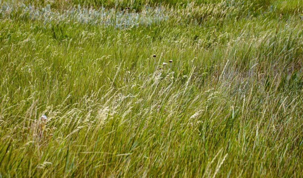 grassy-meadow