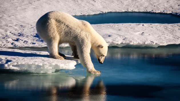 istock_081720_arcticwildlife