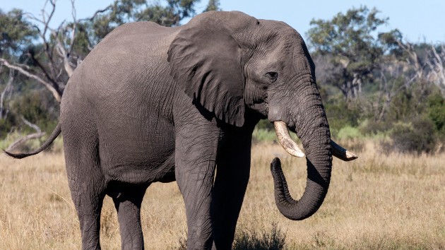 istock_92220_elephant