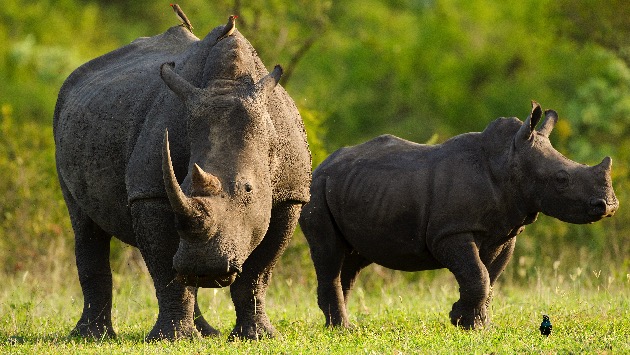 Disney's Animal Kingdom announces three rhinos are expecting at