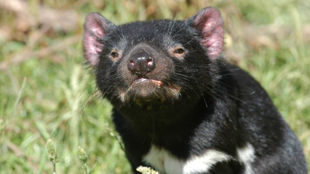 istock_tasmaniandevil_100720