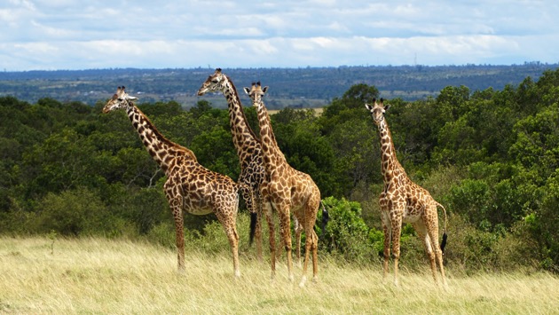 istock_101420_giraffe