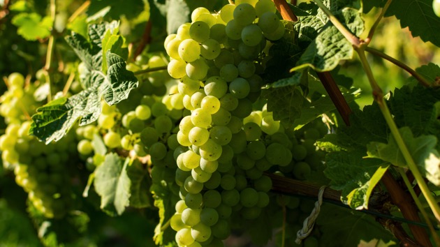 istock_102720_blancgrapes