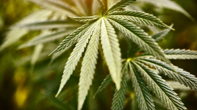 Marijuana legalization measures pass in 3 statesMyClallamCounty.com ...