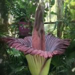 corpse-flower