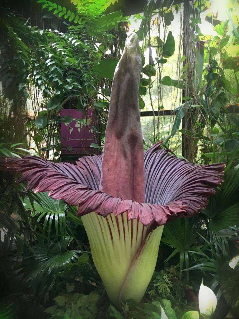 corpse-flower