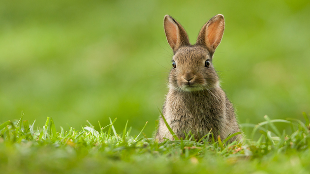 istock_121320_rabbit