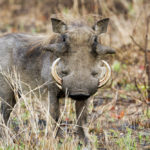 warthog