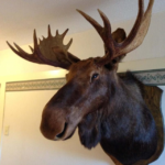 moose-head