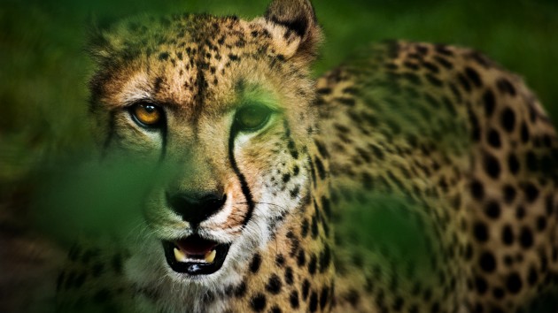 istock_31221_cheetah