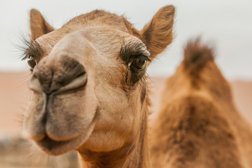 camel-close-up