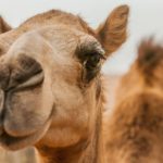 camel-close-up