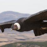 condor