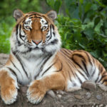 siberian-tiger-panthera-tigris-altaica