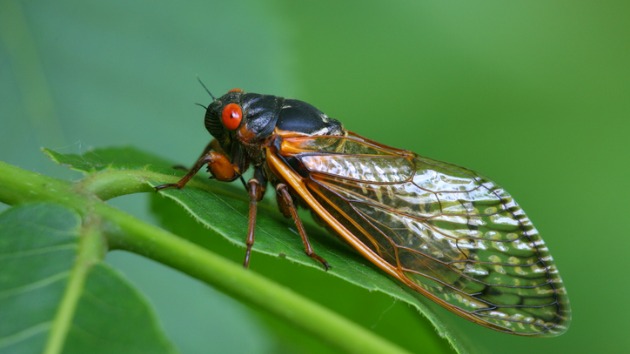 istock_redeyecicada_061221