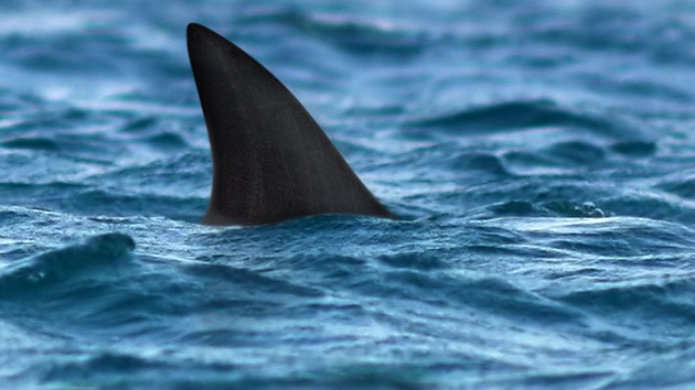 istock_shark_fin_07162021_0