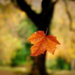 falling-leaf-2