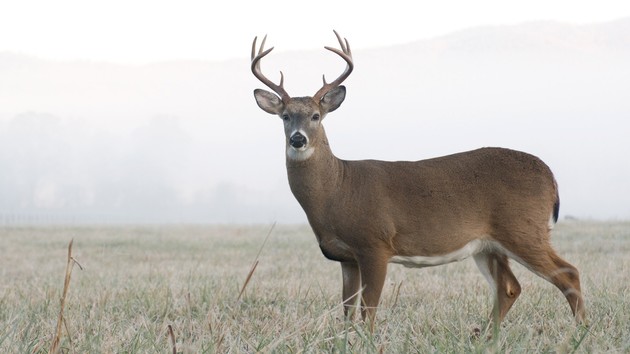 istock_112621_buck