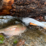 fish-passage-salmon
